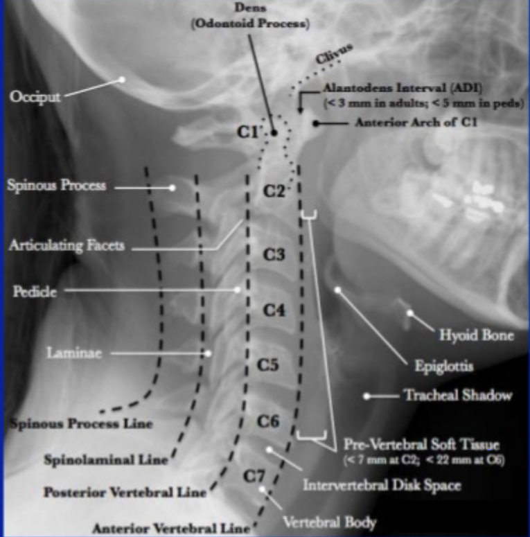 Screen Shot 2019-08-26 at 11.12.53 am