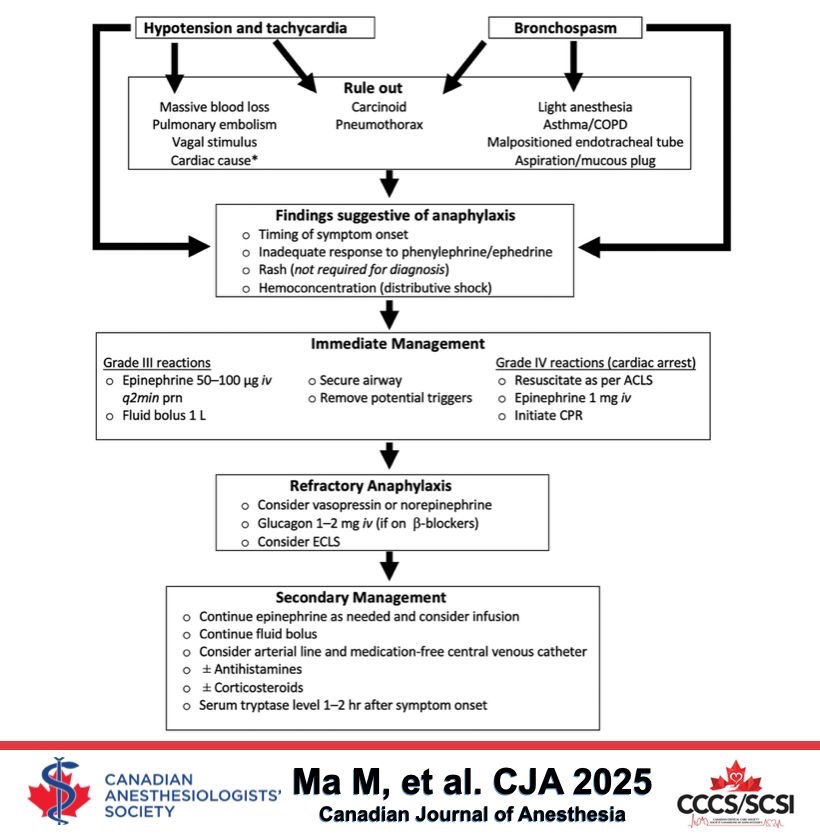 Perioperative Anaphylaxis – The Lay Medical Man